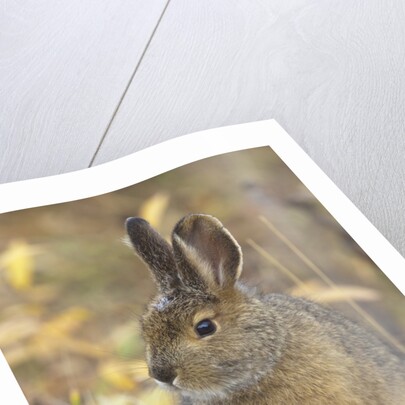 Snowshoe hare in Denali National Park by Anonymous