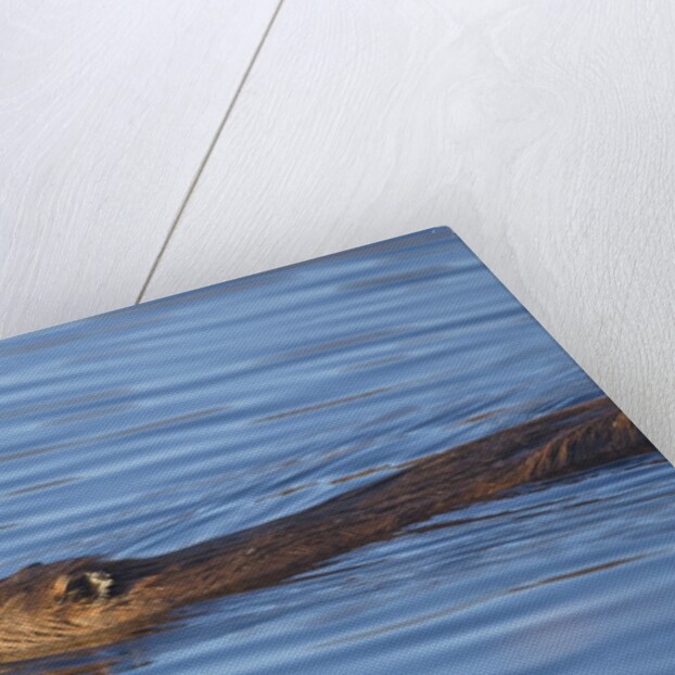 Beaver swimming in pond by Anonymous