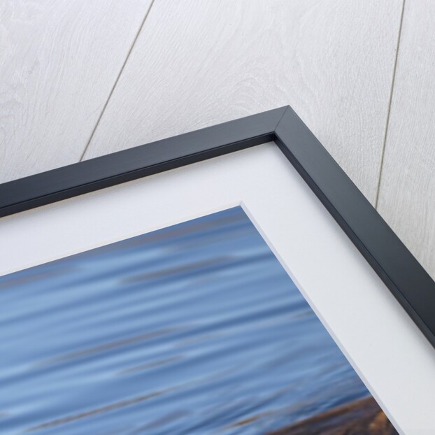 Beaver swimming in pond by Anonymous