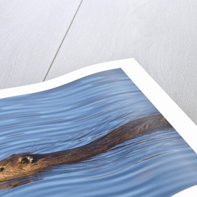 Beaver swimming in pond by Anonymous