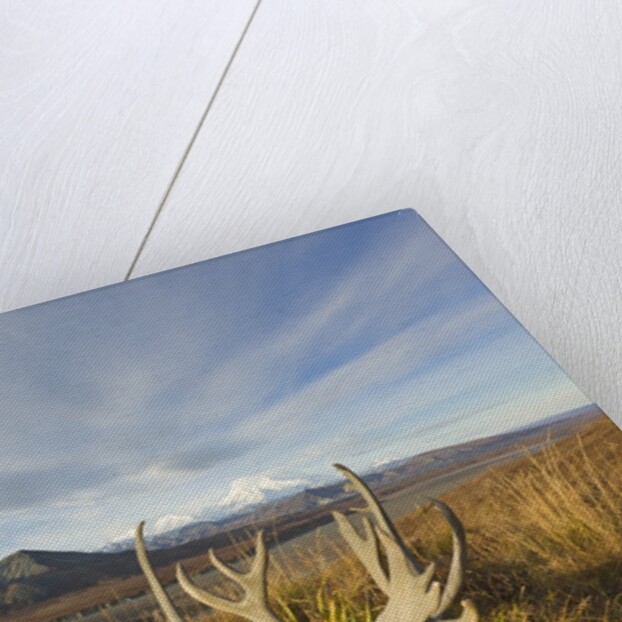Caribou antlers in tundra by Anonymous