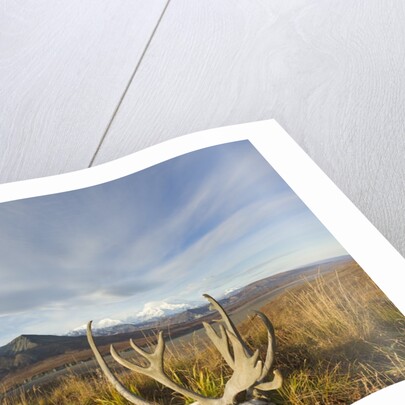 Caribou antlers in tundra by Anonymous