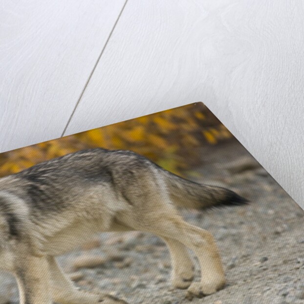 Gray wolf pup on gravel road by Anonymous