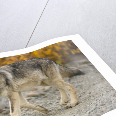 Gray wolf pup on gravel road by Anonymous