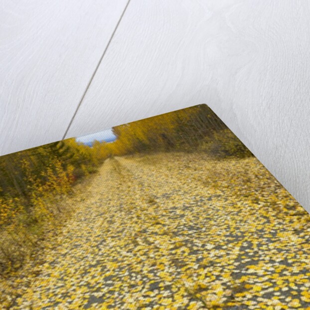 Forest road covered with Aspen leaves in autumn by Anonymous