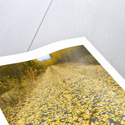 Forest road covered with Aspen leaves in autumn by Anonymous