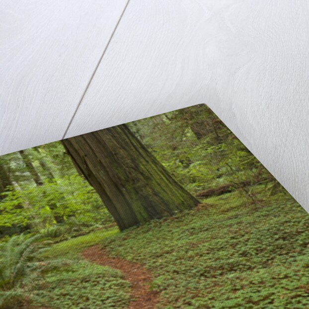 Trail among redwood trees in Jedediah Smith Redwoods State Park by Anonymous
