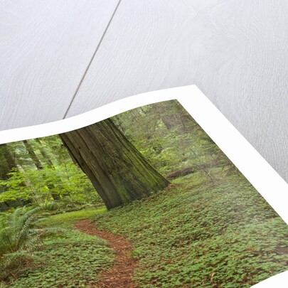 Trail among redwood trees in Jedediah Smith Redwoods State Park by Anonymous
