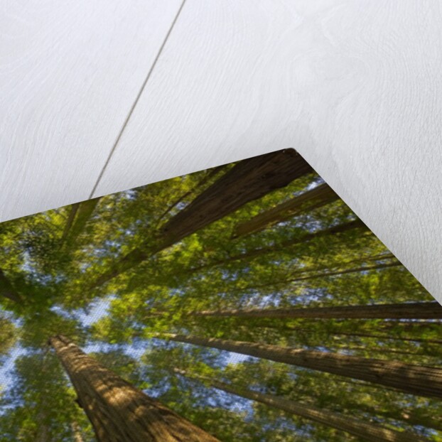 Redwood forest in Humboldt Redwood State Park by Anonymous