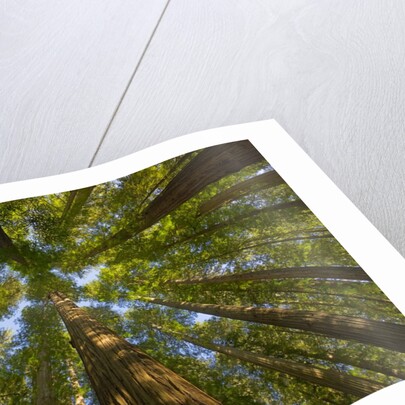 Redwood forest in Humboldt Redwood State Park by Anonymous