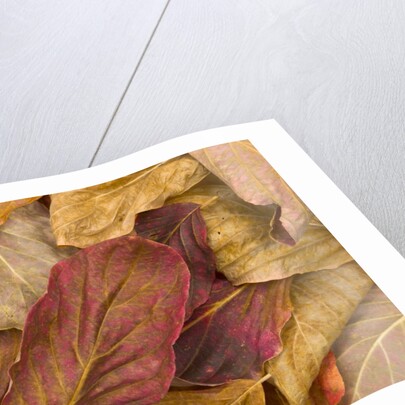 Pacific dogwood leaves in fall by Anonymous