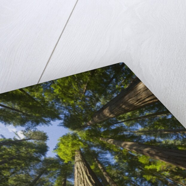 Redwood forest in Humboldt Redwood State Park by Anonymous