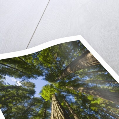 Redwood forest in Humboldt Redwood State Park by Anonymous