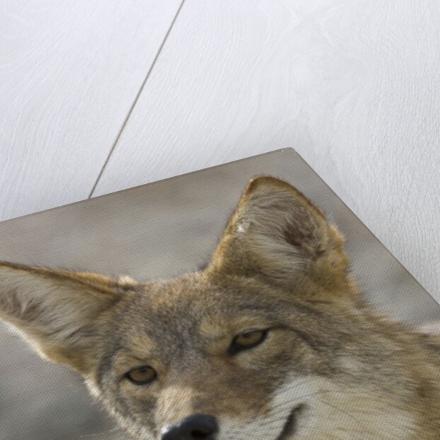 Coyote in Death Valley National Park by Anonymous