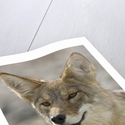 Coyote in Death Valley National Park by Anonymous
