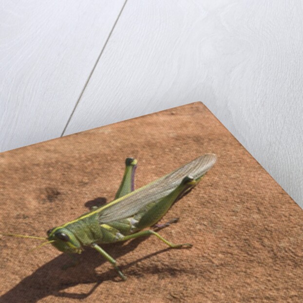 Grasshopper on sandstone plateau in Grand Canyon National Park by Anonymous