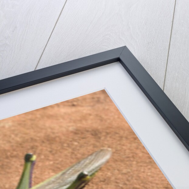 Grasshopper on sandstone plateau in Grand Canyon National Park by Anonymous