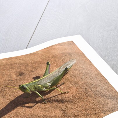 Grasshopper on sandstone plateau in Grand Canyon National Park by Anonymous