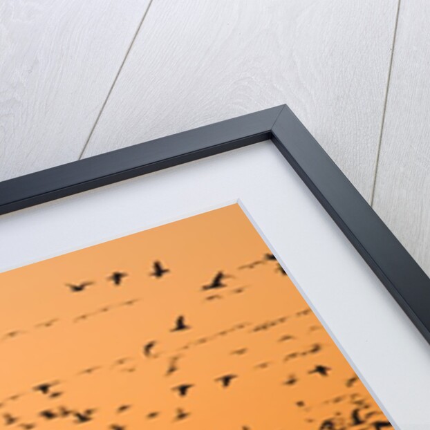 Snow geese flying to roost in shallow pond by Anonymous