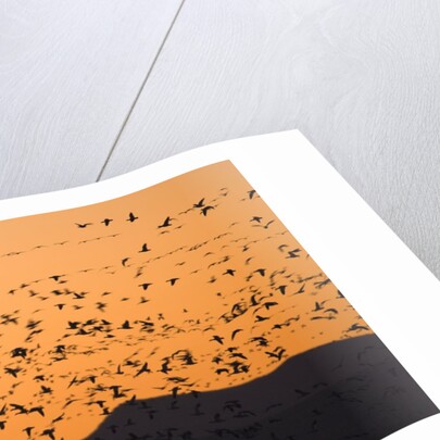 Snow geese flying to roost in shallow pond by Anonymous