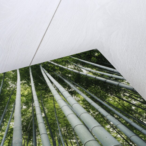 Bamboo grove by Anonymous
