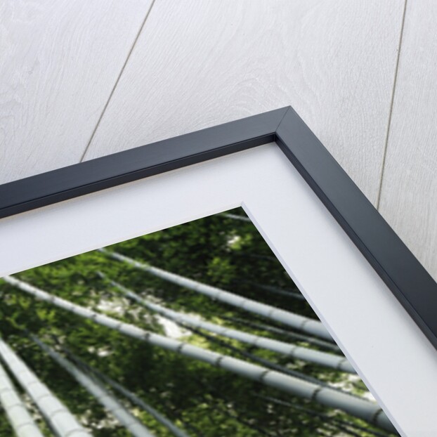 Bamboo grove by Anonymous