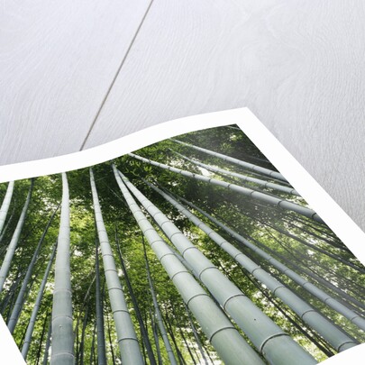 Bamboo grove by Anonymous
