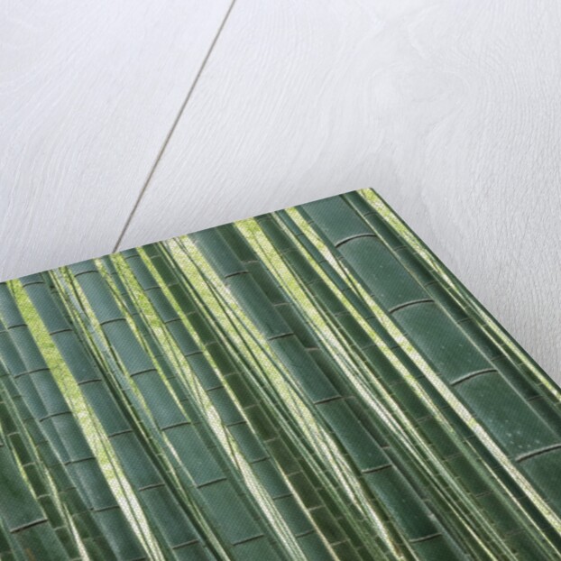Bamboo Forest in Kyoto by Anonymous