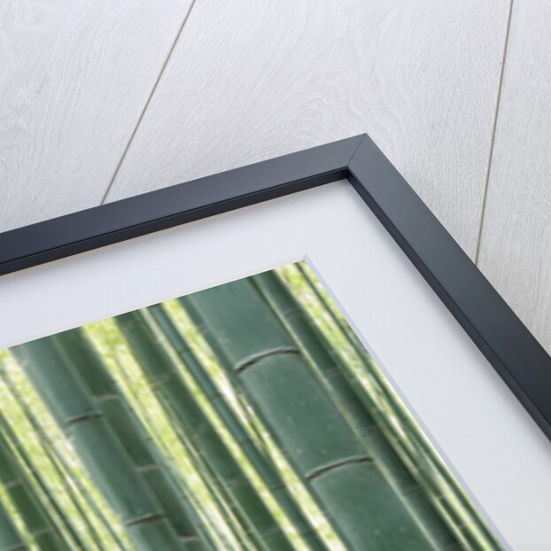 Bamboo Forest in Kyoto by Anonymous