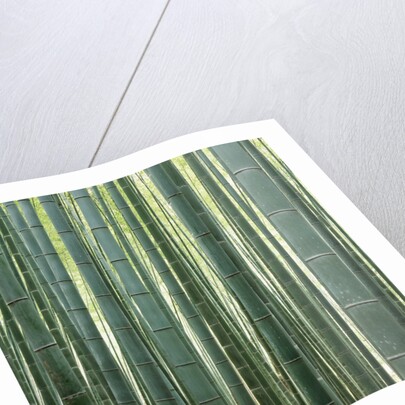 Bamboo Forest in Kyoto by Anonymous