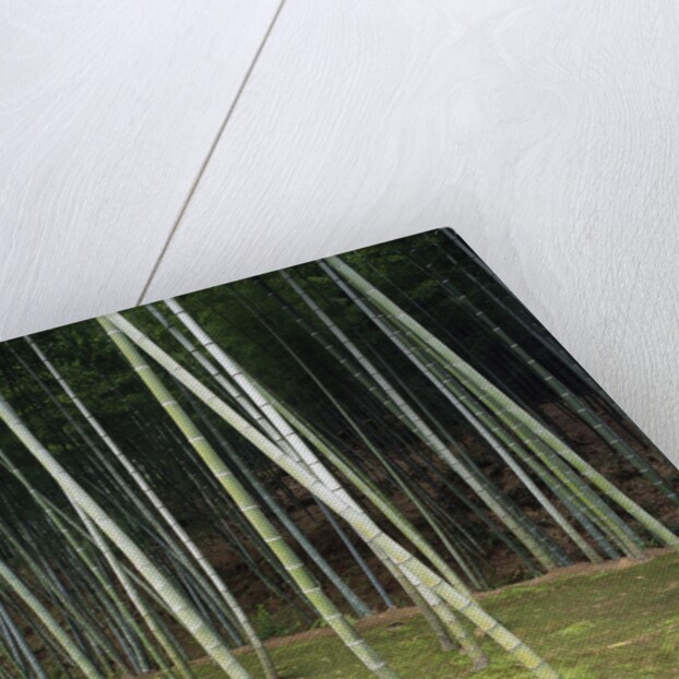 Bamboo Forest in Kyoto by Anonymous