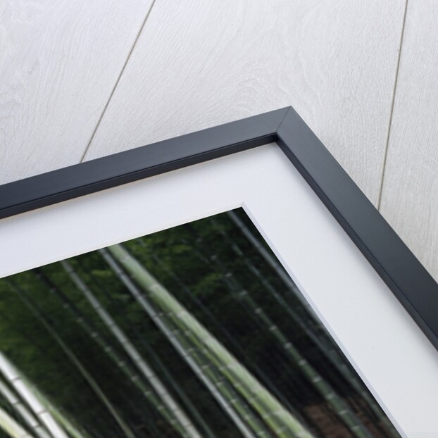 Bamboo Forest in Kyoto by Anonymous