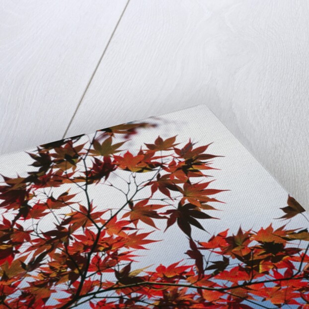 Colorful leaves by Anonymous