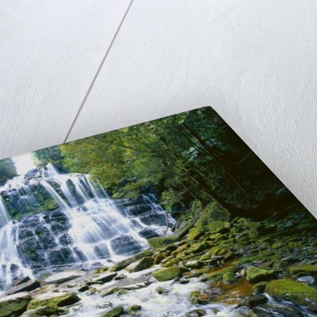 The many tiered Nelson Falls and lush rainforest located in the Franklin-Gordon Wild Rivers National Park, Tasmania. by Anonymous