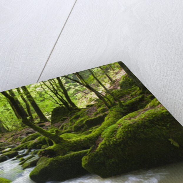 Moss covered rocks in Monbach Creek in the Black Forest by Anonymous