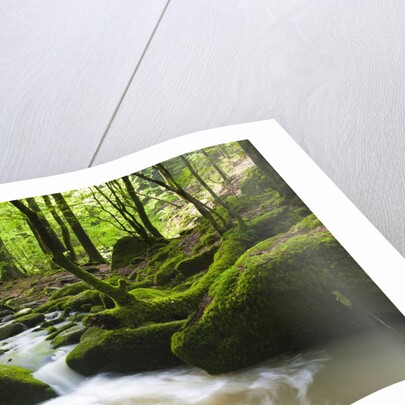 Moss covered rocks in Monbach Creek in the Black Forest by Anonymous