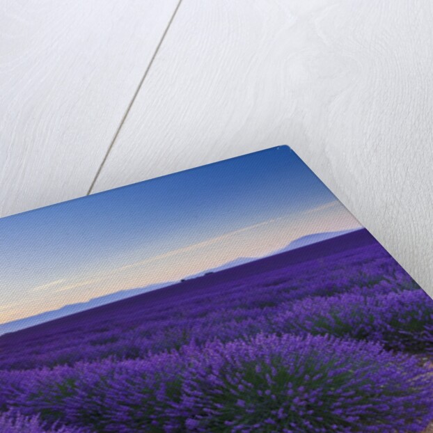 Lavender field in bloom at sunrise by Anonymous