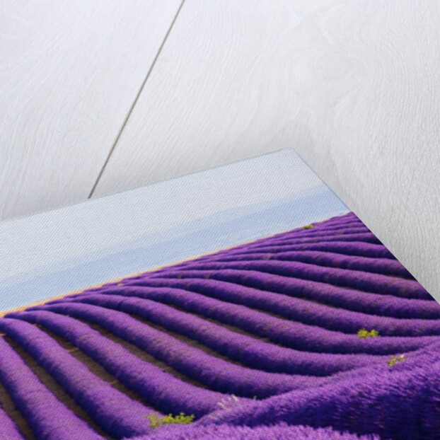 Lavender field in bloom by Anonymous