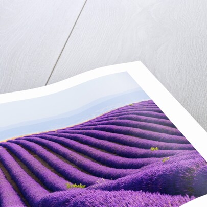 Lavender field in bloom by Anonymous