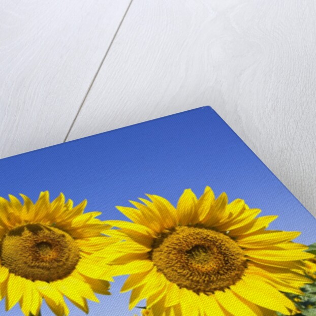 Sunflowers ready for harvest by Anonymous
