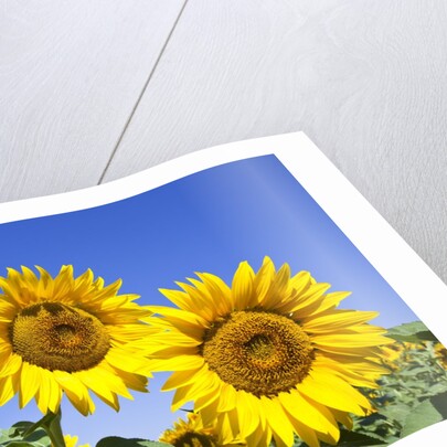 Sunflowers ready for harvest by Anonymous