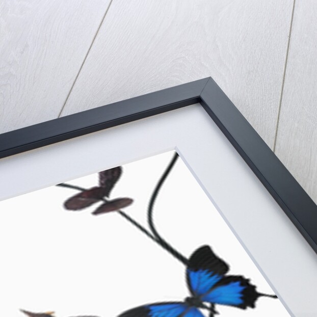 Butterflies with flowers by Anonymous