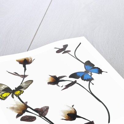 Butterflies with flowers by Anonymous