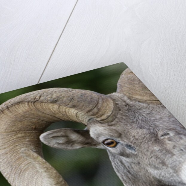 Bighorn ram (Ovis canadensis), Logan Pass, Glacier National Park, Montana. by Anonymous