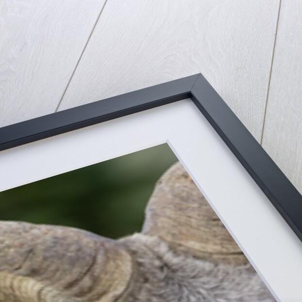 Bighorn ram (Ovis canadensis), Logan Pass, Glacier National Park, Montana. by Anonymous