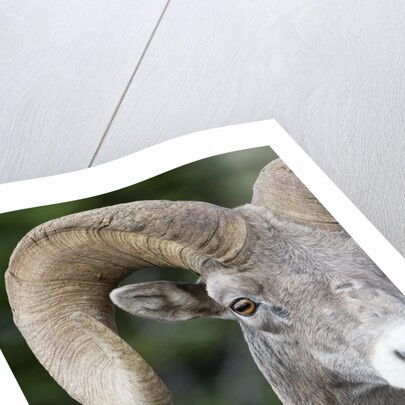 Bighorn ram (Ovis canadensis), Logan Pass, Glacier National Park, Montana. by Anonymous