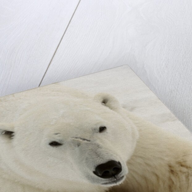 Polar bear (Ursus maritimus) by Anonymous