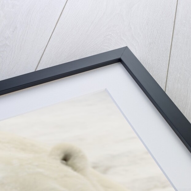 Polar bear (Ursus maritimus) by Anonymous