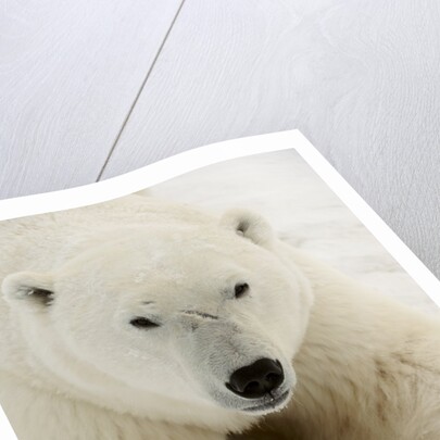 Polar bear (Ursus maritimus) by Anonymous