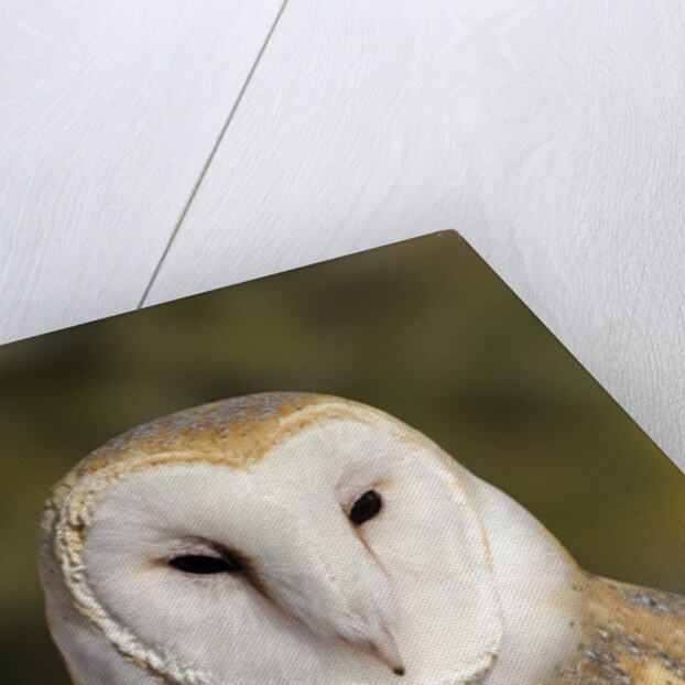 Barn Owl (Tyto alba) at the Sonoran Desert Museum, Tucson, Arizona, USA by Anonymous